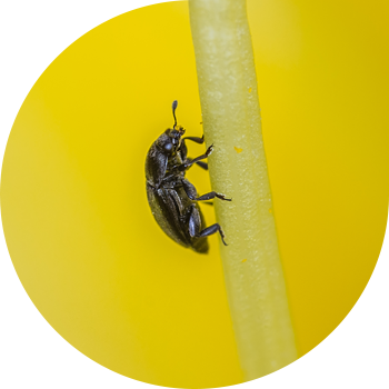 Рапс түсүн жегич