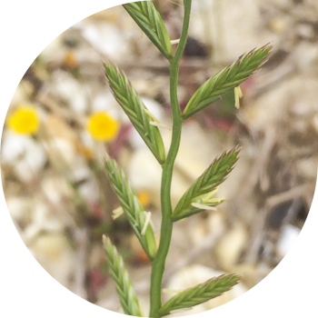 Саман көп түстүү