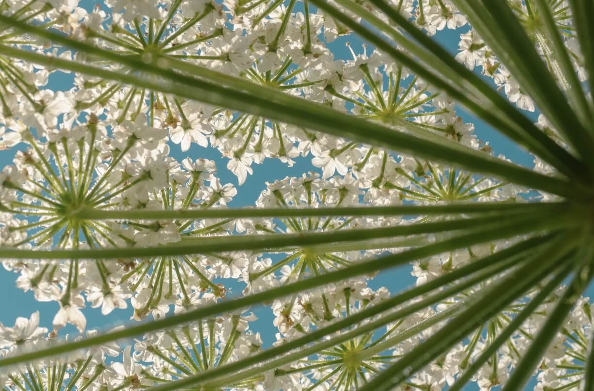 Хогвид Мыйзамдан тышкары: кооптуу отоо чөптөрдүн чабуулун токтотууга эмне тоскоол болот