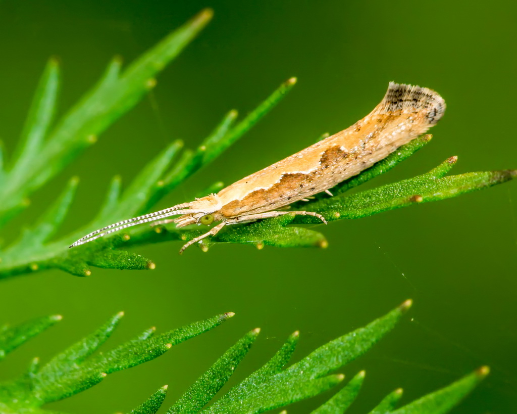 Моль наступает. Защитите посевы рапса и капусты!