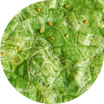 Түнкү минер