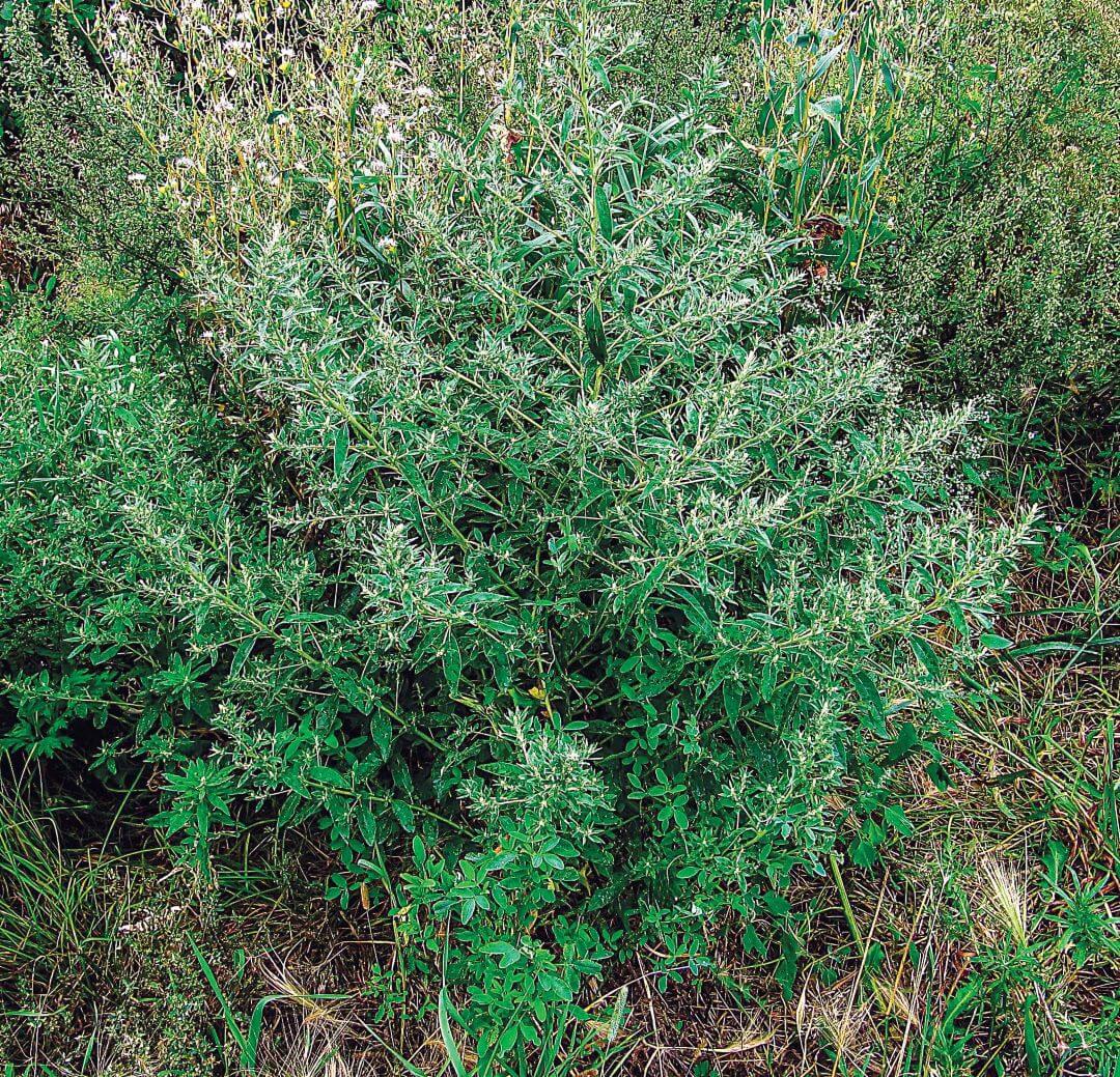 Аксирис щирицевый