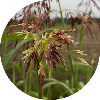 Алеппе Сорго (гумай)