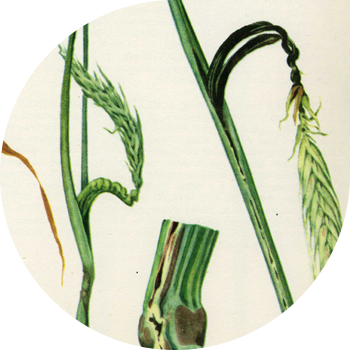 Кара буудайдын сабагы