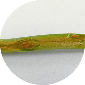 Пияз пероноспорозу