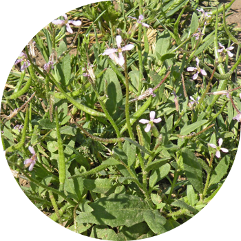 Хориспора НАЗИК