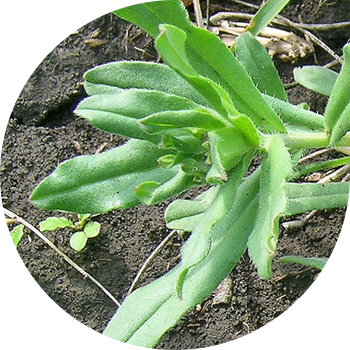 Дрем ак түстө