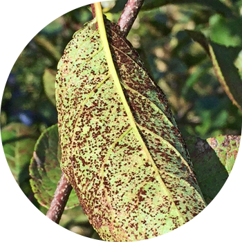 Алмурут дат