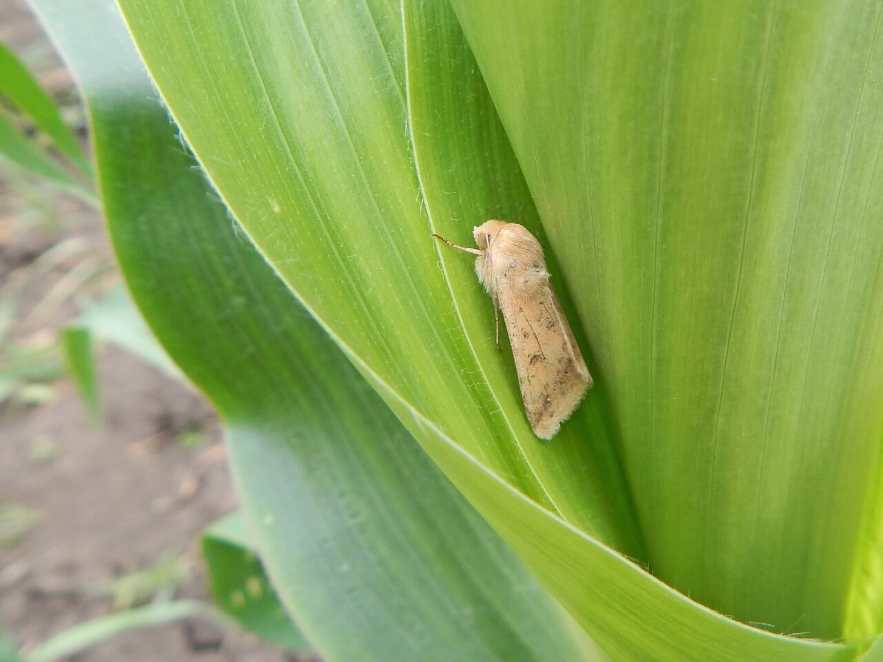 Эксперттер "Августа" 2022-жылы айыл чарба өсүмдүктөрүнүн эң активдүү зыянкечтерин атады