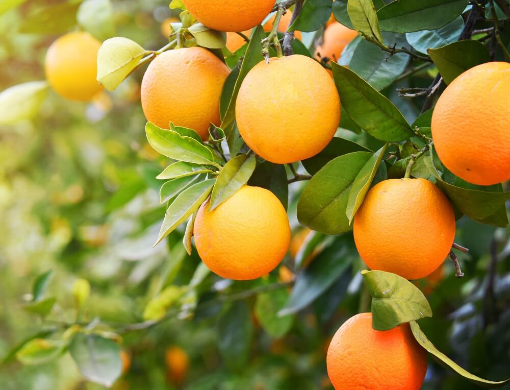 «Август» зарегистрировал первый препарат для защиты растений в Мексике