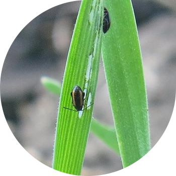 Бүргө (чаар нан бүргөсү, чоң сабагы, кадимки сабагы бүргөсү)