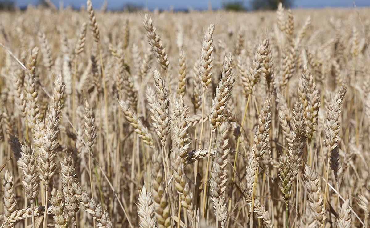 «Август-Тюлячи»