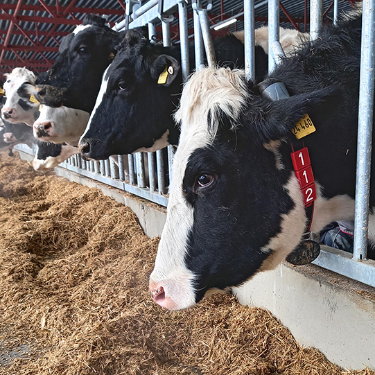 Тоо "Уразметь"