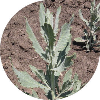 Сойлоп жүрүүчү кычы (кызгылт)