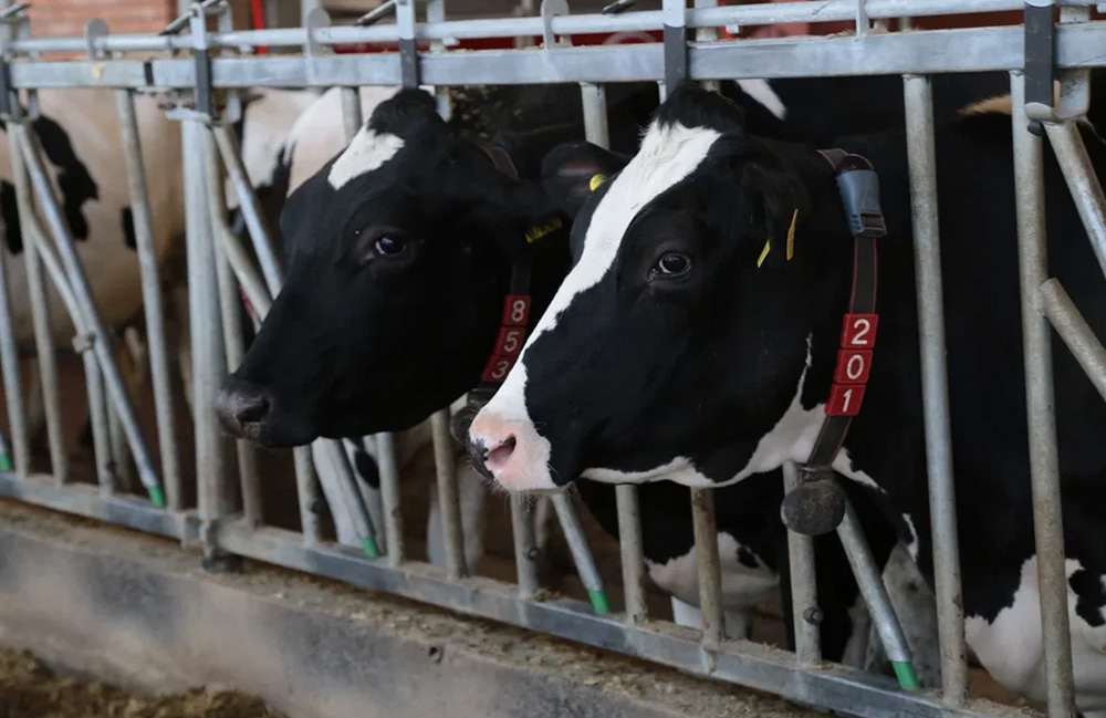 УК «Август-Агро» вводит еще три фермы на 2800 коров