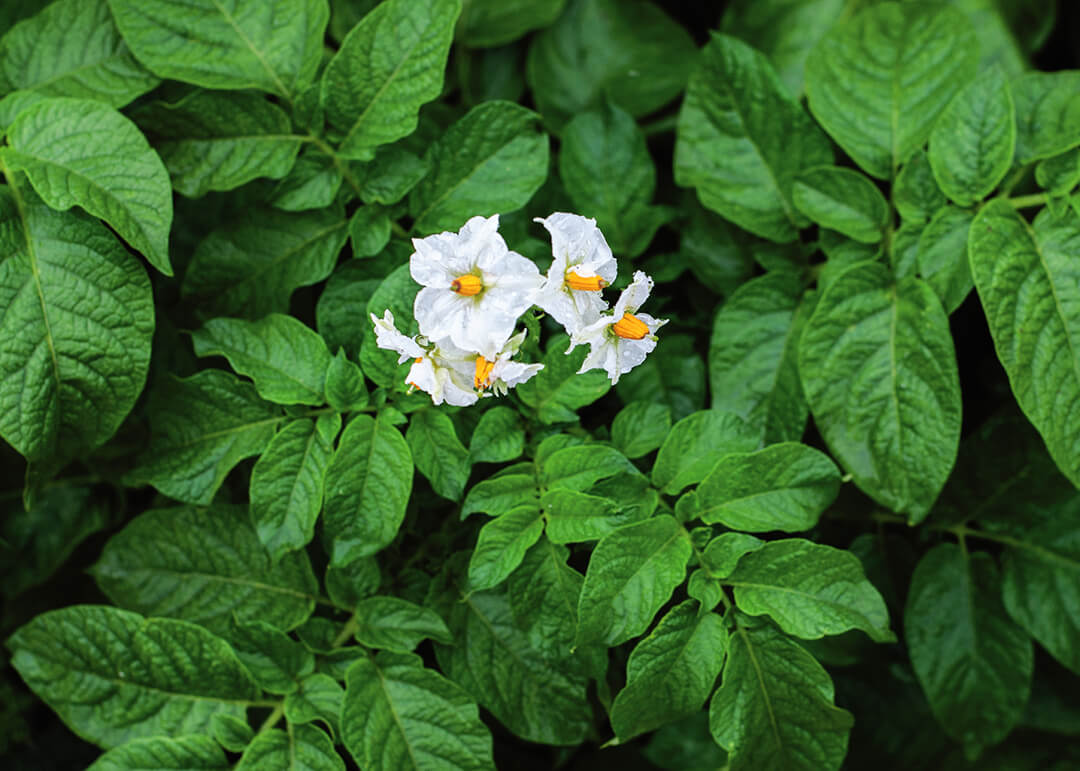 Жаңы инсектицид Скутуму катталды