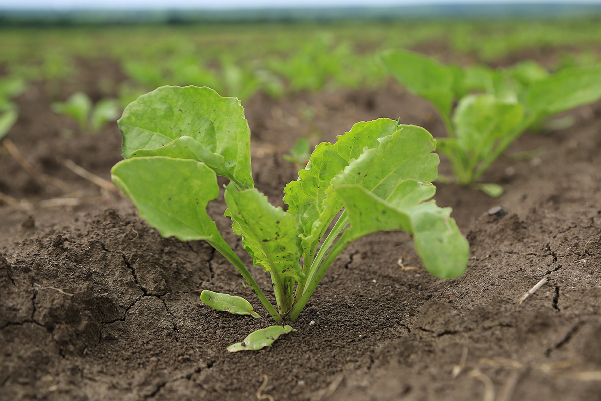 Зарегистрирован «свекловичный» гербицид Бицепс 300!