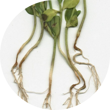 Зыгыр антракнозу