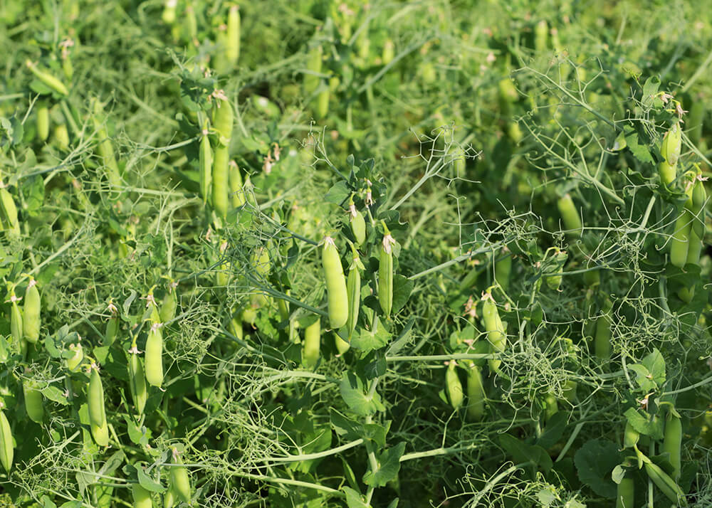 Фунгицидди каттоону кеңейтүү бурч