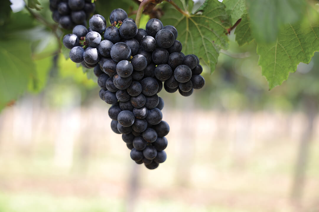 "Август" арсеналында жаңы фунгицид бар