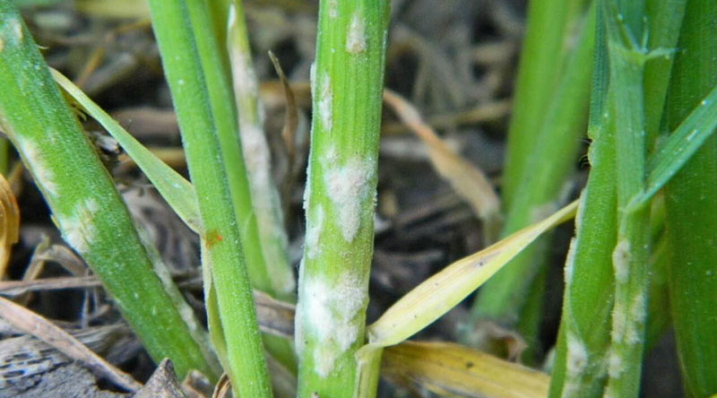 Ржавчина гороха и «вытекающий» картофель: главные болезни растений, навредившие сельскому хозяйству в 2020 году