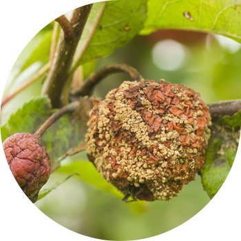 Жемиш чириги же алма монилиозу