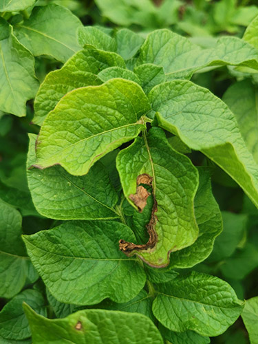 Картошканын альтернариозу (эрте кургак тактар) 