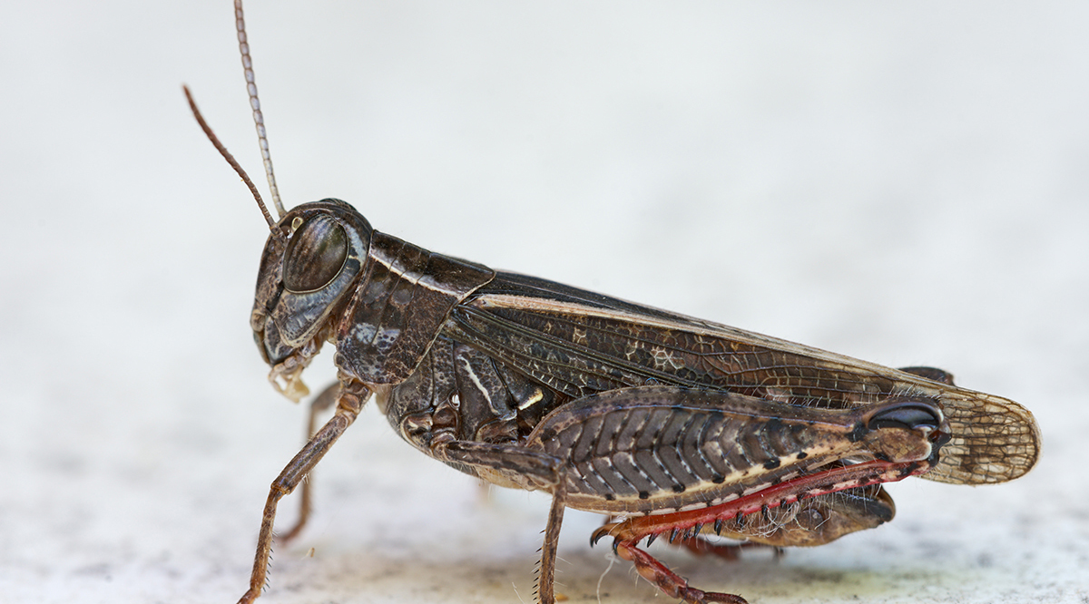 Ставрополдогу чегирткелер жана Сибирдеги шалбаа көпөлөктөрү: Айыл чарба мезгилинин Негизги зыянкечтери-2020