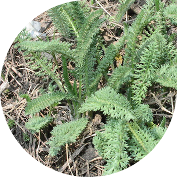 Кадимки жарроу