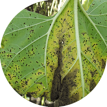 Күн карама дат