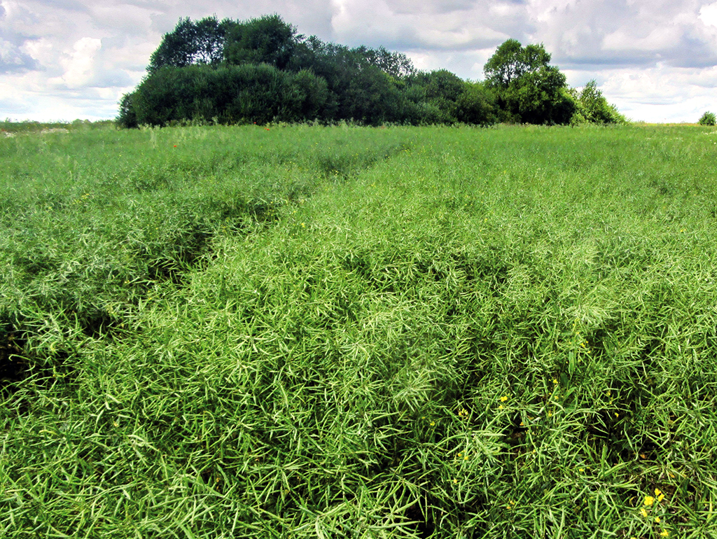 Эсток Гербицид рапста колдонуу үчүн катталган