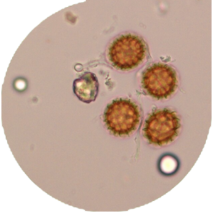 Катуу буудай