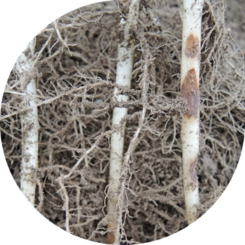 Ризоктониоз, же картошканын Кара котуру