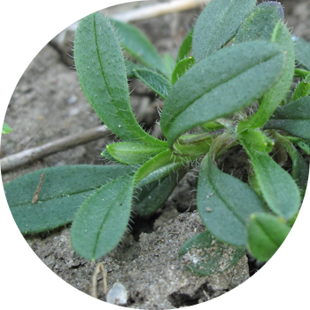 Таранчы талаа