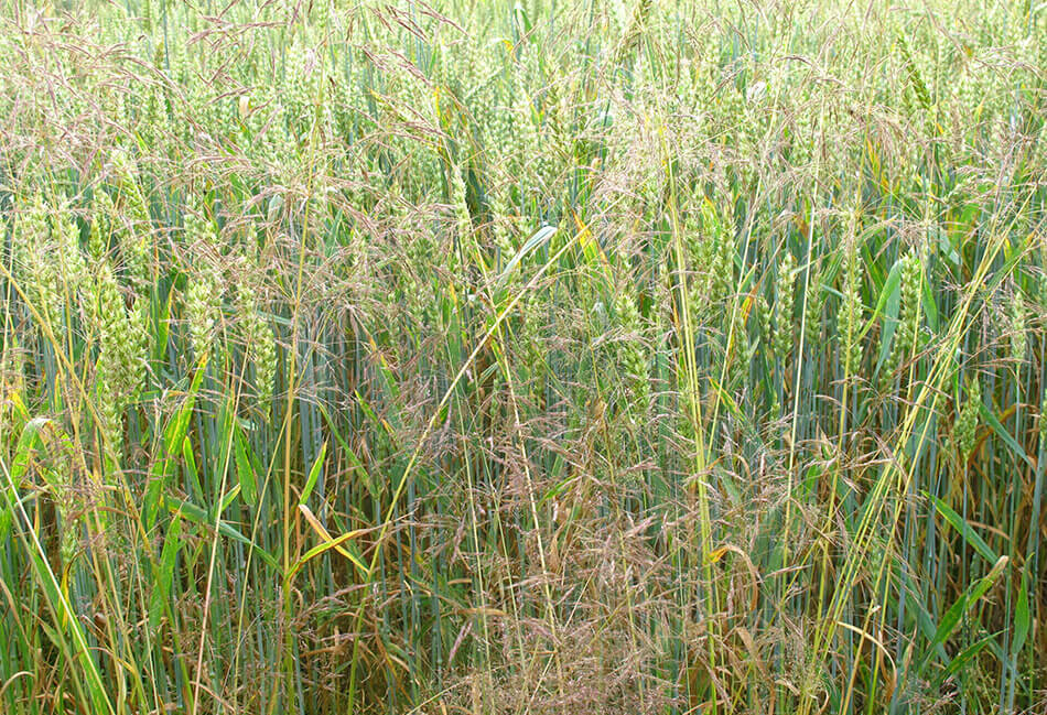 2021-жылдын сезонундагы" жашыл өрт " ата мекендик дыйкандарды дан эгиндеринин 10-15% түшүмүнөн ажыратышы мүмкүн