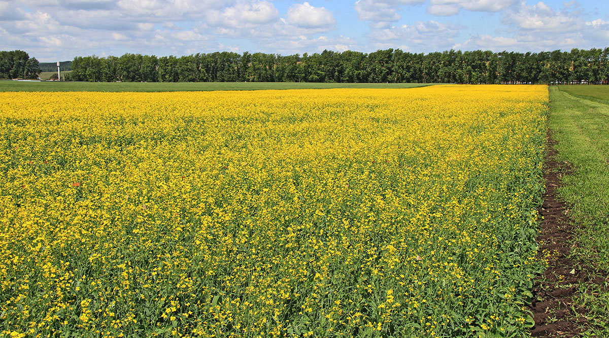 "Август" компаниясы жер банкын эки эсеге көбөйтөт