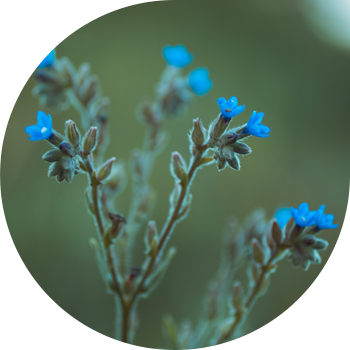 Асперуга (ийне Курт) саждасы