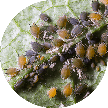 Бакча (пахта) тли