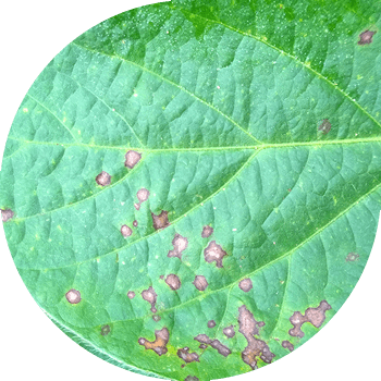 Күлгүн соя церкоспорозу