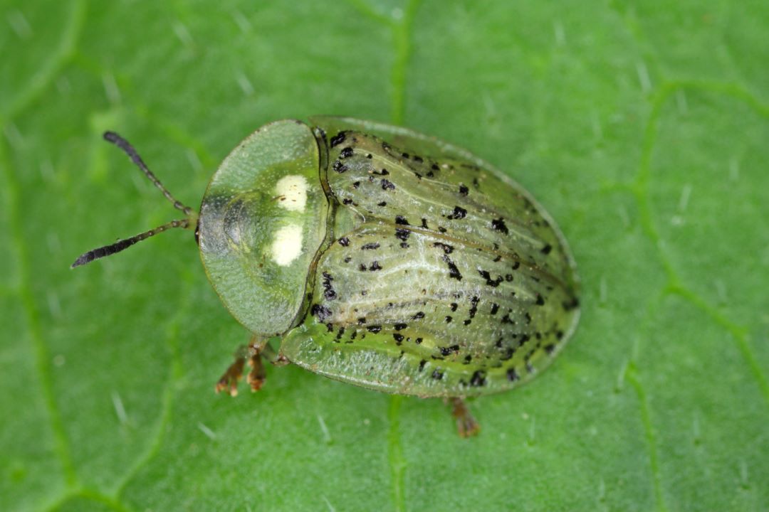 Свекловичная щитоноска