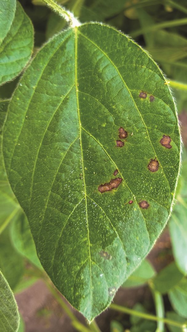 Соя церкоспорозу