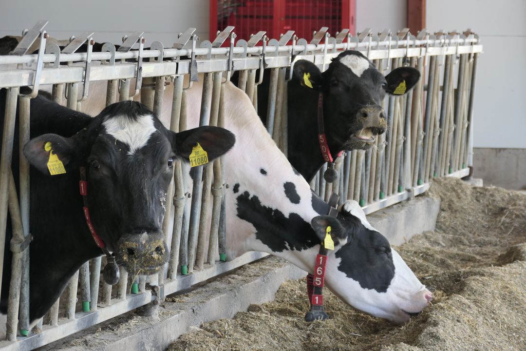 "Август-Агро" Голштейн асыл тукум нетелдерин жана бордоп семиртүү үчүн музоолорду өстүрөт