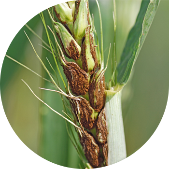 Чаңдуу буудай башы