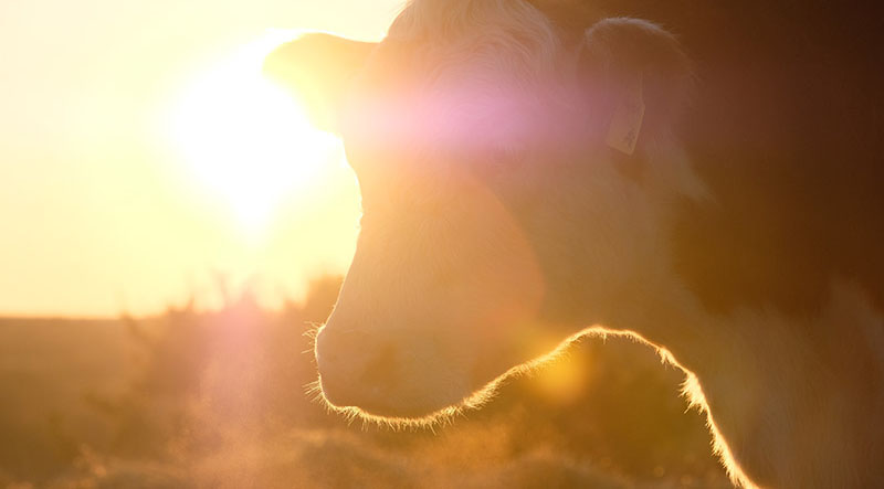 "Август" компаниясынын "Агродолбоорунун" курамында биринчи эт фермасы пайда болду