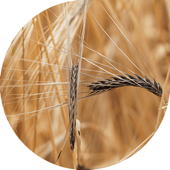 Арпанын катуу (таш) башы