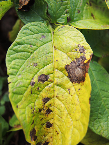 Картошканын альтернариозу (эрте кургак тактар) 