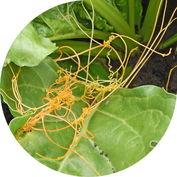 Дордой талаа