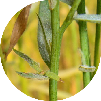 Зыгыр порошогу