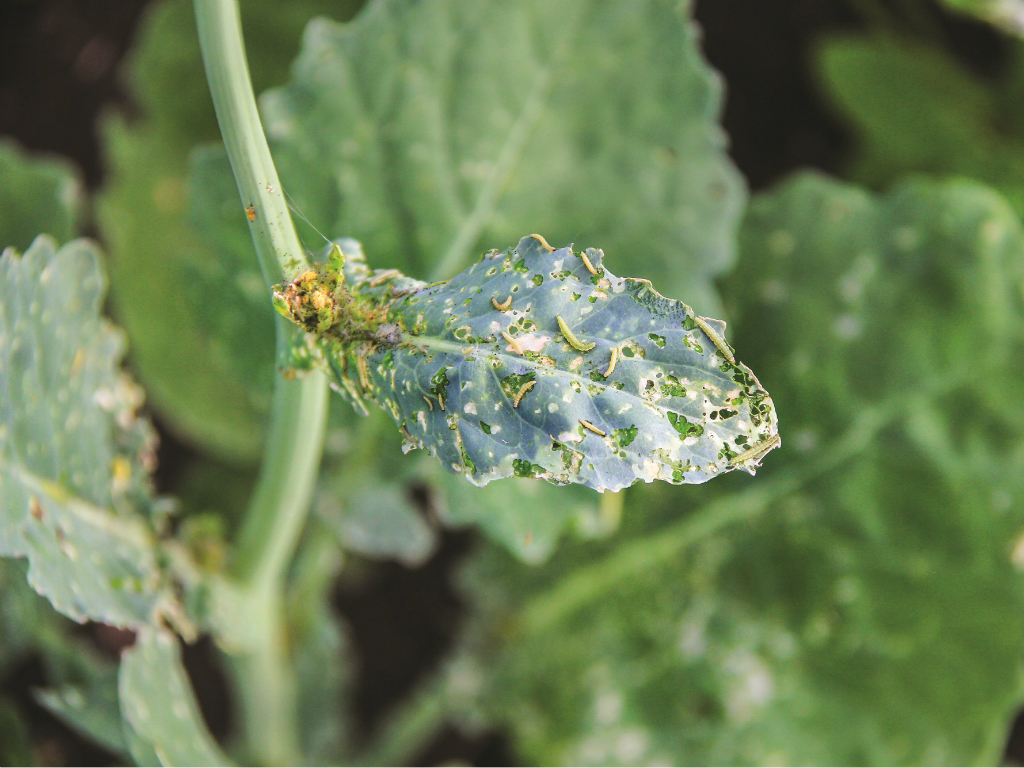 Көңүл буруңуз, капуста көпөлөгү!