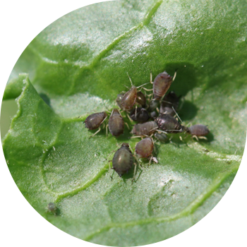 Кызылча жалбырагы тли